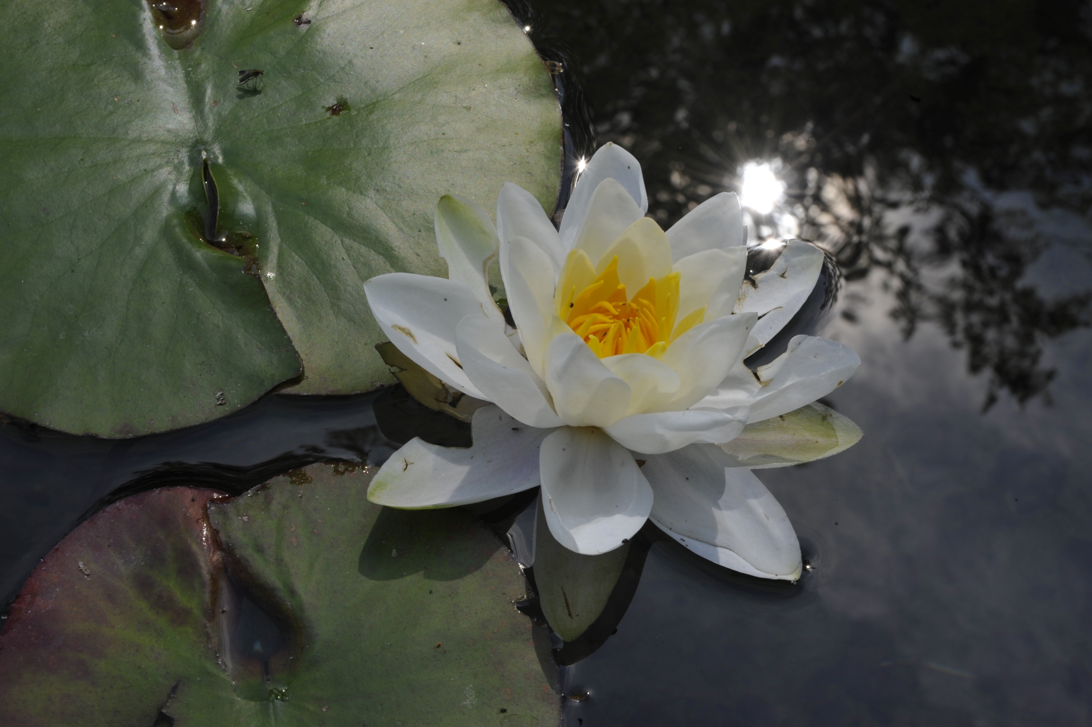 Wasser im Garten